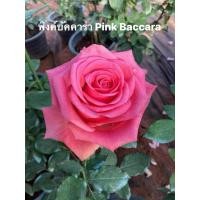 ราคา กุหลาบ-พิงค์บัคคาร่า Pink Baccara (กระถาง 12 นิ้ว) ไร้หนาม สีชมพู (43865044679)