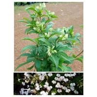 ราคา ต้นพัดโบกเศรษฐี ดอกสวยหอม ติดดอกดก ดอกออกตลอดปี (18065198081)