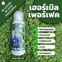 ราคา แชมพูสมุนไพรสูตรโบราณ Herbal perfect by WARU (1920507069)