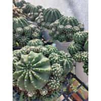 ราคา แคคตัส cactus ฟอร์มกอ อิชินอปซิส นูปต้า กระถาง 5" (10175574986)