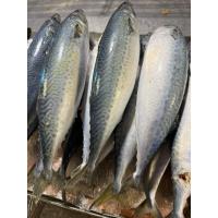 ราคา ปลาซาบะจีน 2-3 ตัว 1 กิโล (26881229041)