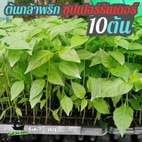 ราคา ต้นกล้าพริก ซุปเปอร์ธันเดอร์ 10 ต้น พริกขี้หนู พริกจินดา ผักสวนครัว (21591753652)