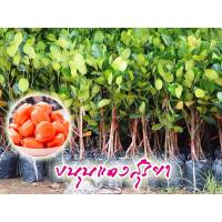 ราคา ขนุนแดงสุริยา 4 ต้น ต้นทางกิ่ง สูง 60-70 ซม. (6651050569)