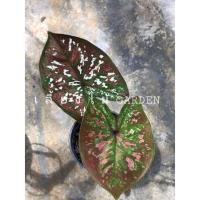 ราคา บอนสีตะวันชิงพลบ หยาดฝนผู้ใหญ่โชติ แสงพระธาตุ บันดาลทรัพย์ หัวใจมังกร ไทยนิยม ศิลาหุ้มทอง บานชื่น สัจธรรม เศรษฐีสุพรรณ (12849252568)