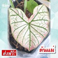 ราคา บอนสีอิเหนาพบบุษบา # อิเหนาพบบุษบา # อิเหนาบุษบา # บอนสี ไม้แยกหน่อนะคะ *ส่งฟรี** (13248527277)