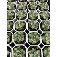 ราคา อากาเว่โอฮิ ด่างในเขียวขาว (11946056156)