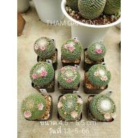 ราคา แมมนกฮูกดอกชมพูไม้เมล็ด (23242307296)