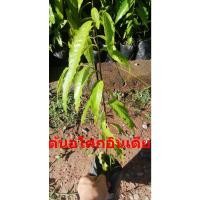 ราคา ต้นอโศกอินเดีย ต้นละ 35 บาทค่ะ (21435396929)