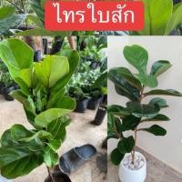 ราคา ไทรใบสัก เป็นไม้ฟอกอากาศ หรือไม้ประดับ (40958187499)