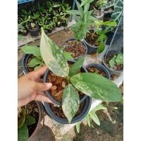 ราคา เศรษฐีวิลสันด่างลายสวยๆ (12312046196)