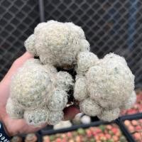 ราคา ขนนกขาว ขนนกขาวชำหน่อ ฟร์อมกอ ยิมโน กระบองเพชร แคคตัส cuctus แมมขนนก ขนาด 3-4 cm (22652373544)