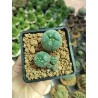 ราคา โลโพ Lophophora fricii ☀️ ฟอร์มกอ (7735365078)