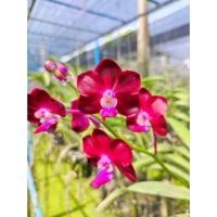 ราคา กล้วยไม้แวนด้าดอกเล็ก ออกดอกเก่ง สมถวิล x วิลาส ไม้เมล็ด สีสวยมากค่ะ (24663222600)