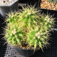 ราคา ถังทองฟอร์มกอไม้เมล็ด | แคคตัส Cactus | กระบองเพชร (24850412759)