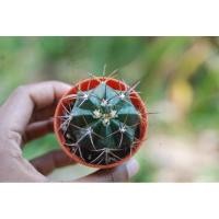 ราคา เมโลแคคตัส (Melocactus) (9240675950)