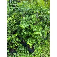 ราคา ต้นโมกพวง ต้นใหญ่ พร้อมลงปลูก เสียหายเคลมฟรี (23170482002)