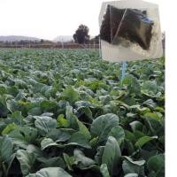 ราคา เมล็ดคะน้าหวานฮ่องกงจัมโบ้ 10กรัม ประมาณ 2,800 มล็ด (7346969050)