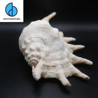 ราคา เปลือกเปลือกหอย-เปลือกหอยทากตกแต่งหลายขนาด-เปลือกหอยทากสวยงาม (24226149636)