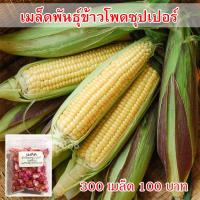 ราคา เมล็ดพันธุ์ ข้าวโพดซุปเปอร์ ข้าวโพดหวาน ข้าวโพดเหลือง 300 เมล็ด (12263898092)