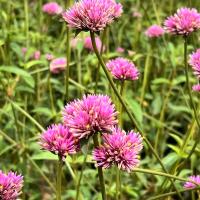 ราคา ต้นดอกไฟเออร์เวิร์ค (gomphrena fireworks) ดอกสวยสีชมพู เลี้ยงง่าย กระถาง 8 นิ้ว(ส่งติดดอก) บานไม่รู้โรยญี่ปุ่น ไม้ประดับ (26936869844)