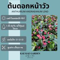 ราคา หน้าวัวแคระ สีชมพูChaimpion pink ต้นหน้าวัวE00016 (22571541847)