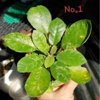 ราคา มะพร้าวทะเลทรายใบกลม(Dorstenia foetida) (8662541268)