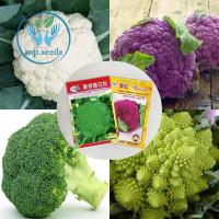 ราคา เมล็ดพันธุ์ Cabbage บรอกโคลี / กะหล่ำดอก / กะหล่ำดอกสีม่วง / กะหล่ำดอกเจดีย์ / กะหล่ำดอกโรมาเนสโก Broccoli Seed (12991261491)