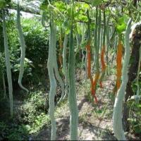 ราคา 10 เมล็ด เมล็ดพันธุ์ บวบงูขาว บวบงู บวบงูยาว (26092522631)