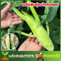 ราคา เมล็ดพันธ์ุคะน้าเห็ดหอม คะน้ายักษ์ ต้นใหญ่ อวบ กรอบ หวาน บรรจุ 50 เมล็ด (24689822279)