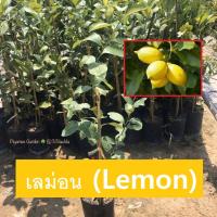 ราคา ต้นมะนาว เลม่อน Lemon พันธุ์ยูเรก้า กิ่งตอน ขายราคาถูก (ส่งใหม่ฟรี หากสินค้าเสียหาย) (6732224383)