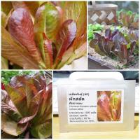ราคา เมล็ดพันธุ์ ผักสลัด คิมมารอน (Cimmaron Romaine Lettuce Seed) บรรจุ 1000 เมล็ด คุณภาพดี ราคาถูก ของแท้ 100% (2475332471)
