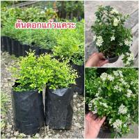 ราคา ต้นดอกแก้วแคระ ดอกสีขาว (25581249670)