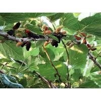 ราคา กิ่งมัลเบอรี่(ลูกหม่อน) (15784756389)