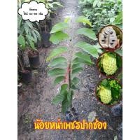 ราคา ⭐น้อยหน่าเพชรปากช่อง⭐ (22650381663)