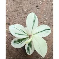 ราคา เอื้องหมายนาด่างขาว^^ (20254555093)