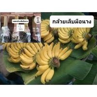 ราคา หน่อพันธุ์กล้วยเล็บมือนาง กล้วยภาคใต้ (12016479428)