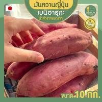 ราคา มันหวานญี่ปุ่น ขนาด 10 กก. มันหวานญี่ปุ่นแท้ เบนิฮารุกะ beni haruka มันญี่ปุ่น มันหวาน มันญี่ปุ่นเบนิฮารุกะ (9202465323)