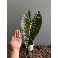 ราคา บอนดำสตูล หัวใหญ่ๆๆ สวยๆๆมากเลยนะคะ (6792144064)