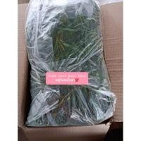 ราคา พันธุ์หญ้าแพงโกล่า จำนวน 4 กิโลกรัม (8067822395)