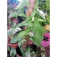 ราคา ต้นเงินไหลมาด่างขาว #ต้นเงินไหลมาด่างขาว (19308650478)