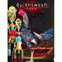 ราคา ไข่ไก่ชนพม่า แสนกล+เยียร์ซิ่งสาเบริ์ด สายเลือด ส.มีสุวรรณ ม้าล่อแข้งคม (27974479734)