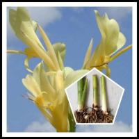 ราคา พุทธรักษาสีครีม 1หน่อ ไม้มงคล หน่อ เหง้า ต้นพุทธรักษา พุทธรักษาสีขาว (17913007026)