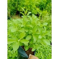 ราคา ต้นหญ้าหวาน สมุนไพรหญ้าหวาน (ชุด3ถุง) (43472259277)