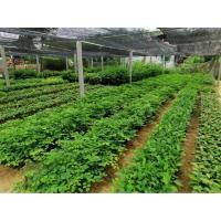 ราคา 4 ต้น มี ต้นชมพูพันธุ์ทิพย์ ,ทองกวาวเหลือง ,ทองกวาวแดง ,กัลปพฤกษ์, เหลืองปรีดี​ยาธร,อินทนิล (7932703034)