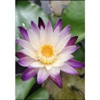 ราคา บัวผันเพอเพิลจอย(บัวมงคล) (17487306839)