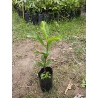 ราคา ต้นกล้าดอกพิกุล เพาะเมล็ด (13977028297)