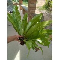 ราคา ต้นเฟิร์นข้าหลวงต้นไซส์กลางความยาวใบประมาณ40-60cm.++ (21069027542)