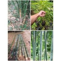 ราคา ไผ่ซางนวล ไผ่ซางราชินี เพาะเมล็ด หลายต้นในถุงเดียว แข็งแรงพร้อมปลูก ลำตรง ใช้ประโยชน์ได้หลากหลาย หน่ออร่อยรสชาติดี (20753434315)