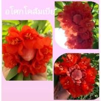 ราคา อโศกโคลัมเบียเป็นไม้ยืนต้นให้ร่มเงาดอกสวยสีสดสะดุดตาออกดอกตลอดปี ต้นที่ขายแตกพุ่มแล้ว (16613933647)