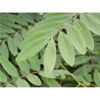 ราคา ใบขี้เหล็กออแกนิค เก็บสด บรรจุ100/250/500กรัม (42863939412)